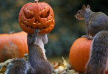 Wildlife Society Mix N Mingle TODAY