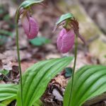 Pandemic Spring Cleaning