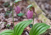 Pandemic Spring Cleaning