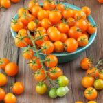 Tech Farm Tomato Sale