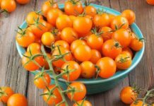 Tech Farm Tomato Sale