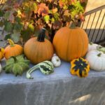 Tech Farm Pumpkins & Gourds