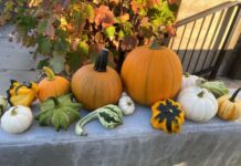 Tech Farm Pumpkins & Gourds