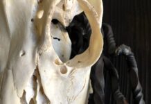 Memento: Anna Grayson Senior Thesis Exhibition