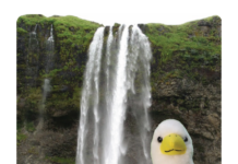 Make a Gift, Get an Eagle!