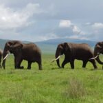 Sign up for Tennessee Tech African Safari Trip by Oct. 31