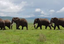 Sign up for Tennessee Tech African Safari Trip by Oct. 31