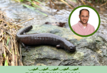 Dr. Joshua Hall Receives Grant to Study Endangered Species