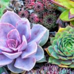 Succulent Sale on Feb. 13 from 11-1 at Centennial Plaza!