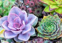 Succulent Sale on Feb. 13 from 11-1 at Centennial Plaza!
