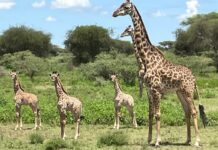 Deadline to sign up for September 2025 Tennessee Tech African Safari is April 15