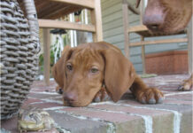 Undergraduate STEM Research Seminar: Dr. Anne Campbell, ONRL