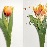 Liquid Nitrogen Flower Smash Fundraiser- April 22