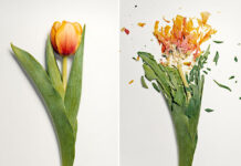 Liquid Nitrogen Flower Smash Fundraiser- April 22